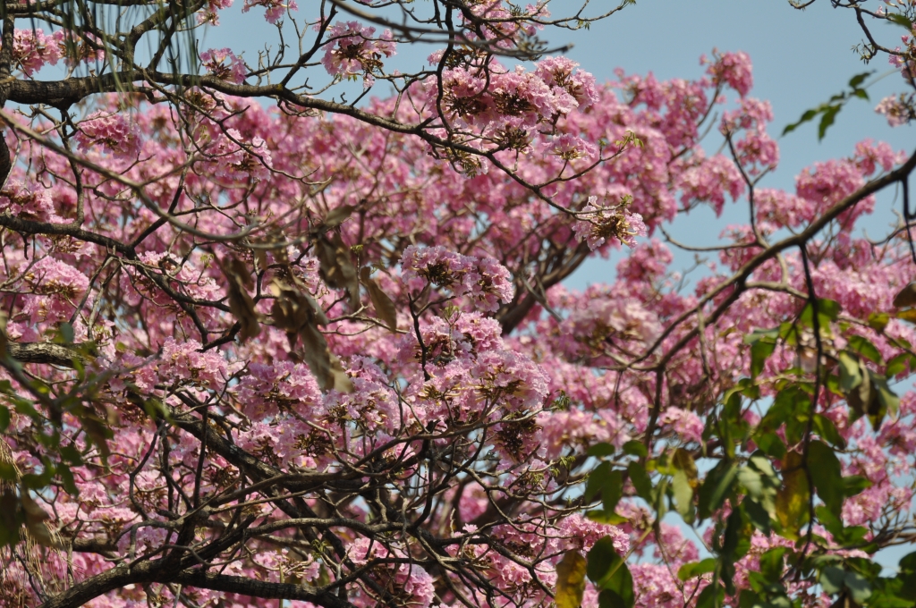12 - Imagens do CEU.jpg